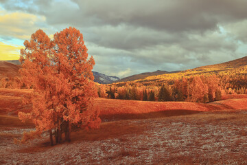 桃花眼到底长什么样？